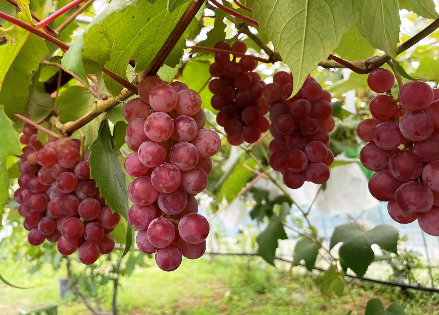 花青素功效,花青素,葡萄